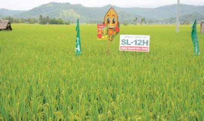 jackpot rice variety maturity|Hybrid Rice for the Modern Filipino Farmer – .